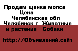 Продам щенка мопса  › Цена ­ 13 000 - Челябинская обл., Челябинск г. Животные и растения » Собаки   